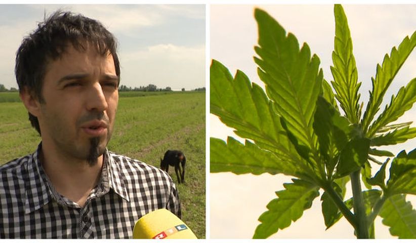 KONOPLJA BRAĆA KONOPLJA BRAĆA