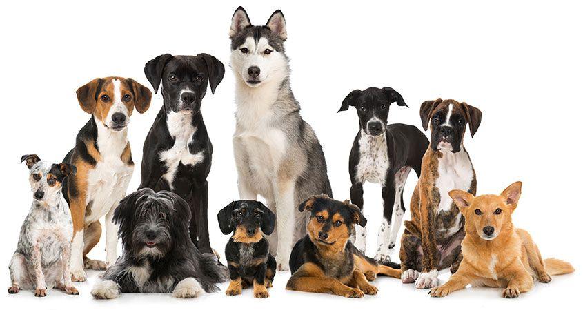 different-dog-breeds-1024×1024