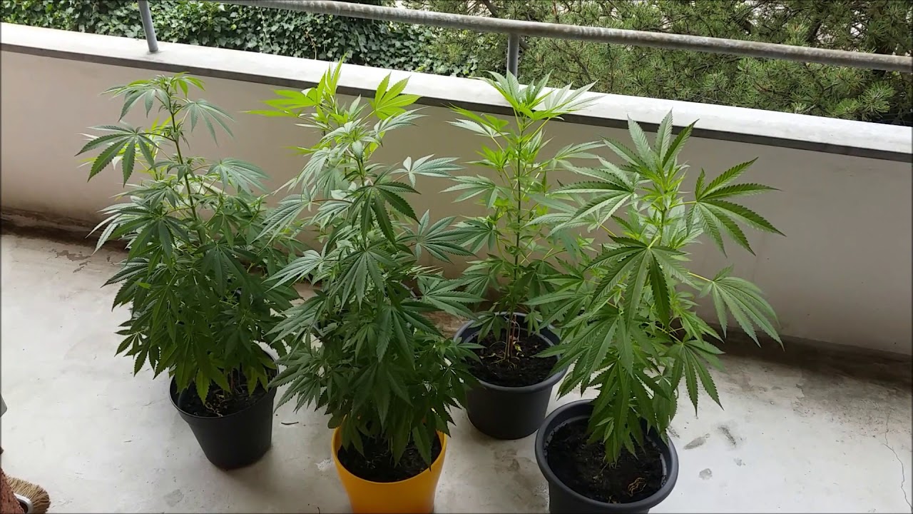 marihuana trava balkon