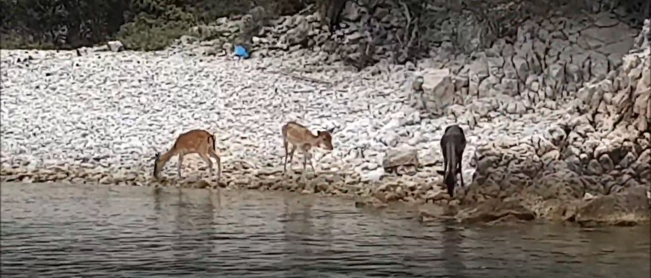 Divljač na plaži
