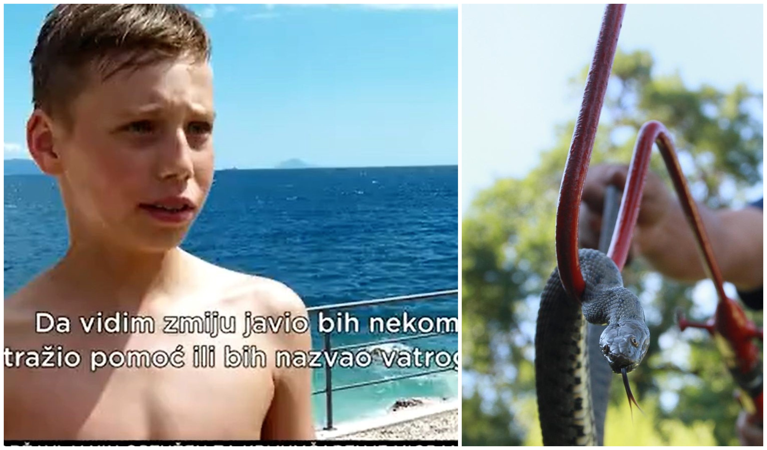 zmija rabac