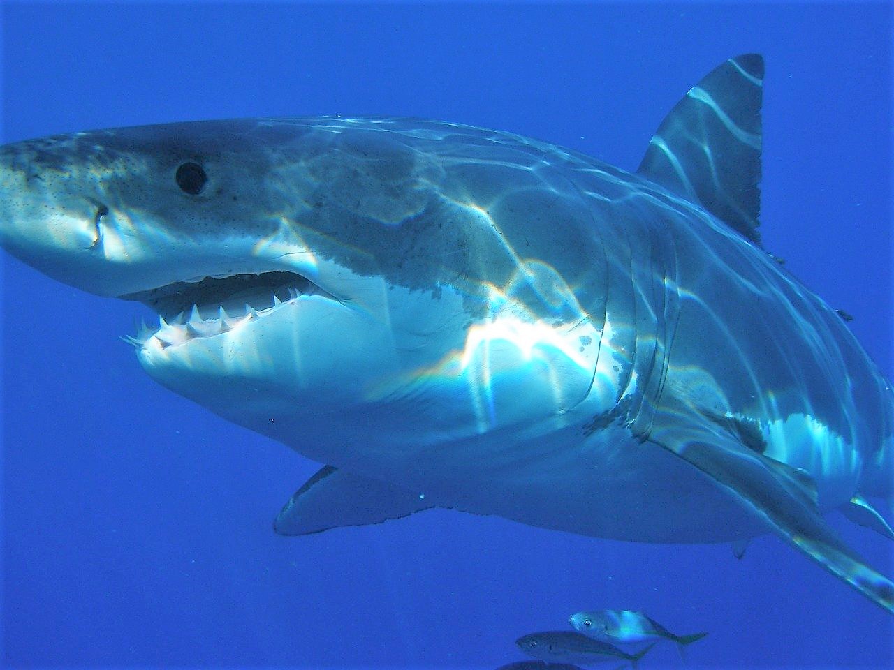 morski pas great-white-shark-398276_1280