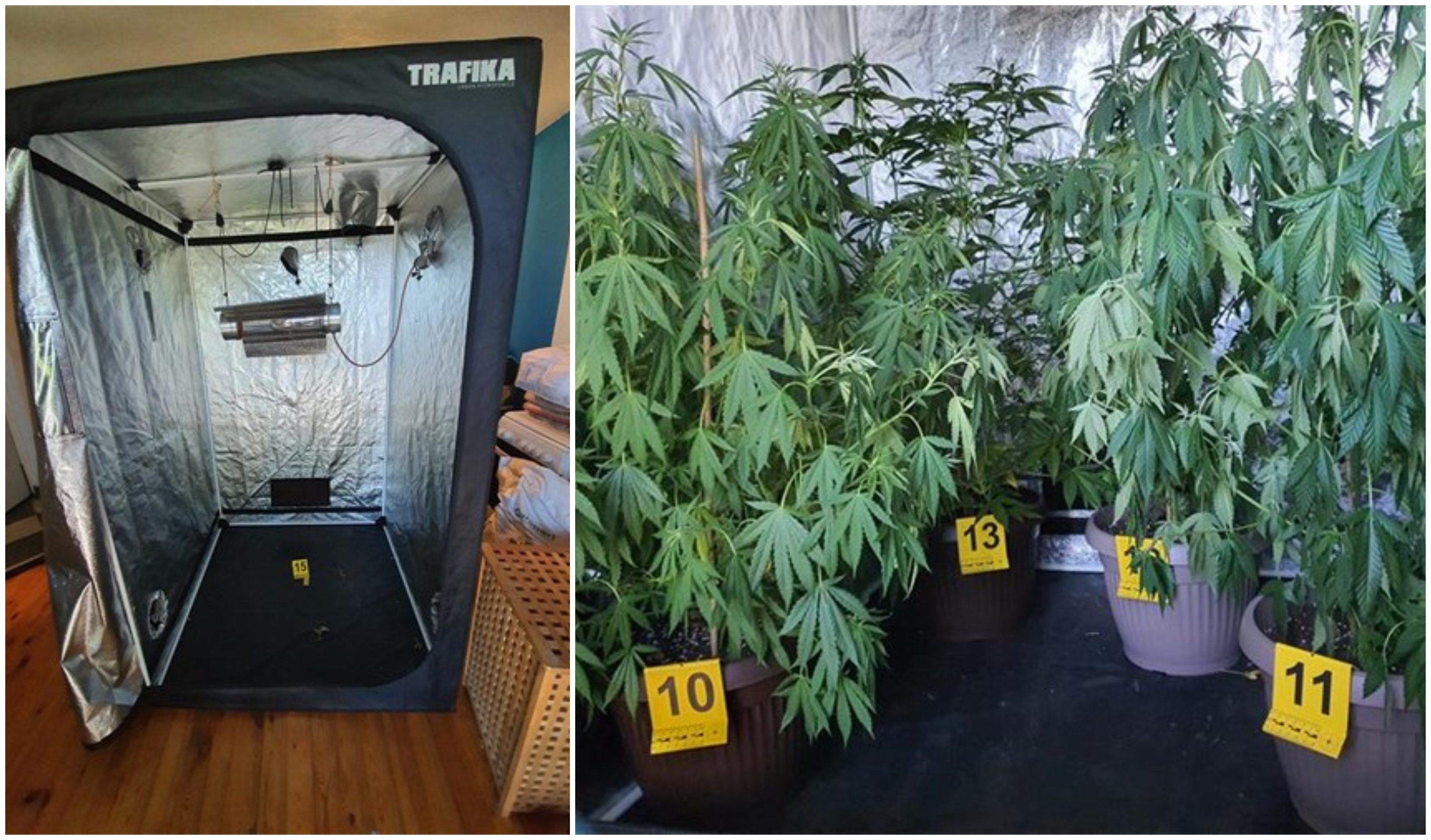 opatija marihuana