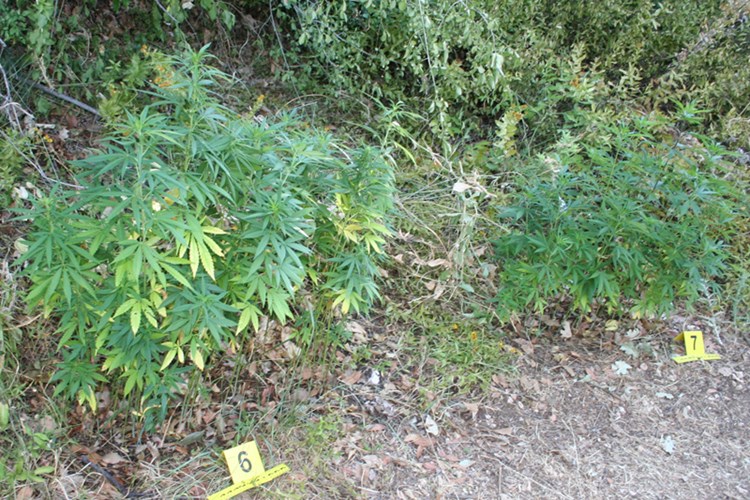 droga trava mup marihuana konoplja droga trava mup marihuana konoplja