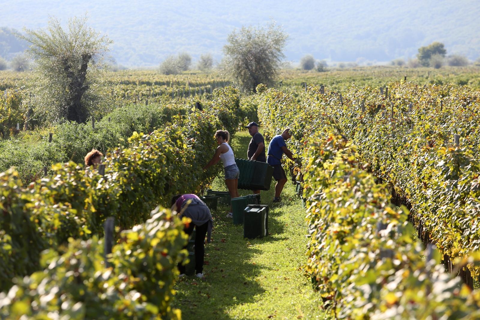 Vrbnik: Počela berba grozđa od kojeg se radi vino žlahtina