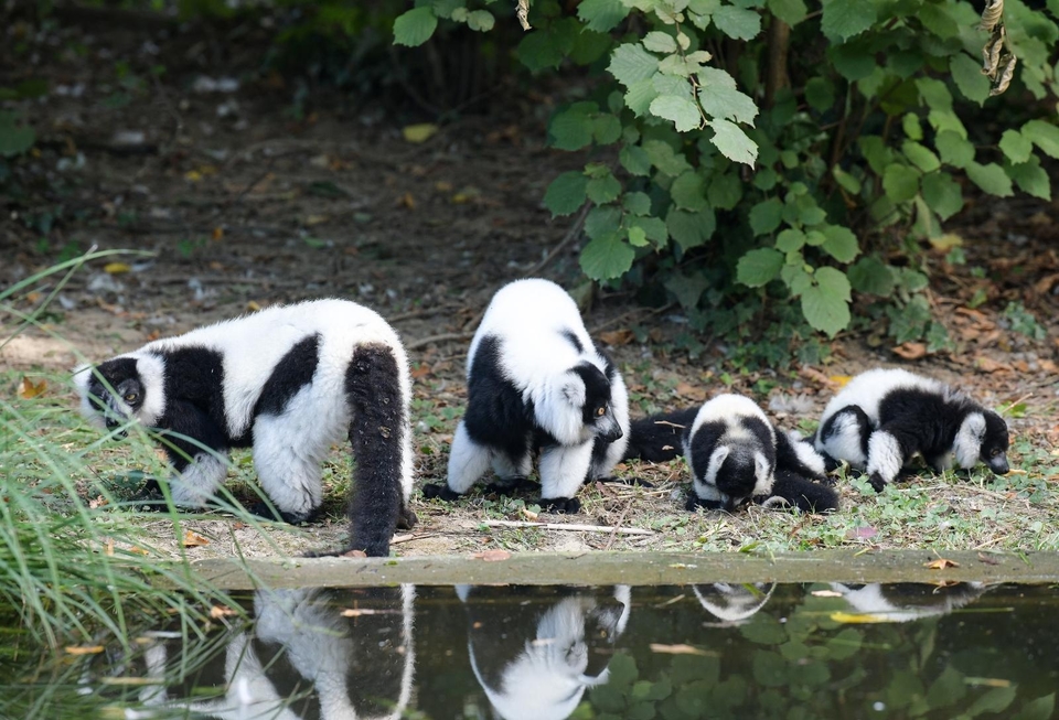 cupavouhi-lemuri-u-zagrebackom-zoo cupavouhi-lemuri-u-zagrebackom-zoo