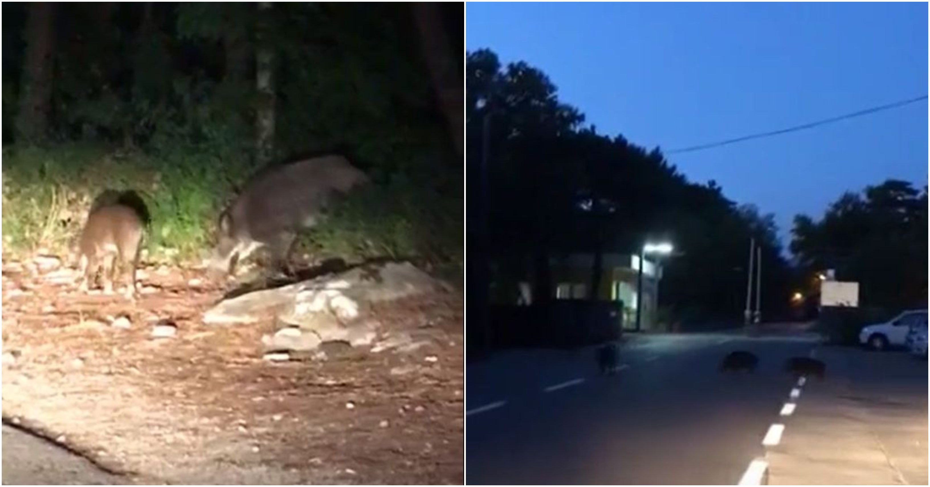 divlje svinje oštro naslovna divlje svinje oštro naslovna