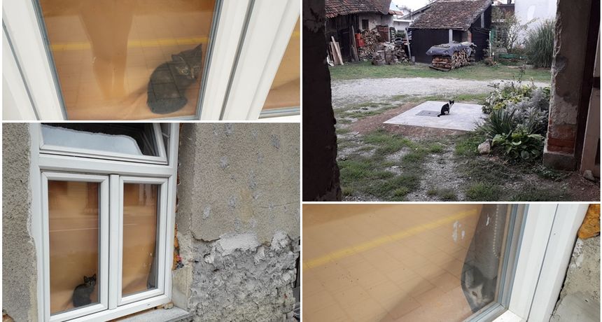 mačić ka portal mačić ka portal