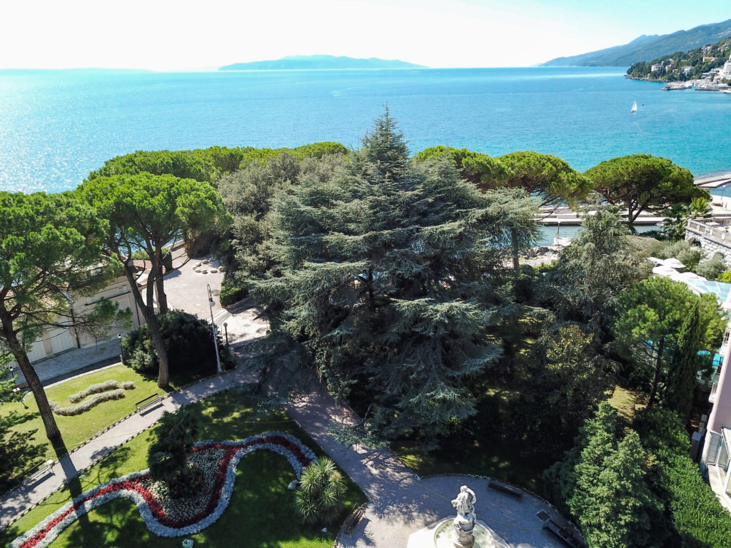 Foto Luigi Opatija, Cedar u opatijskom parku Foto Luigi Opatija, Cedar u opatijskom parku