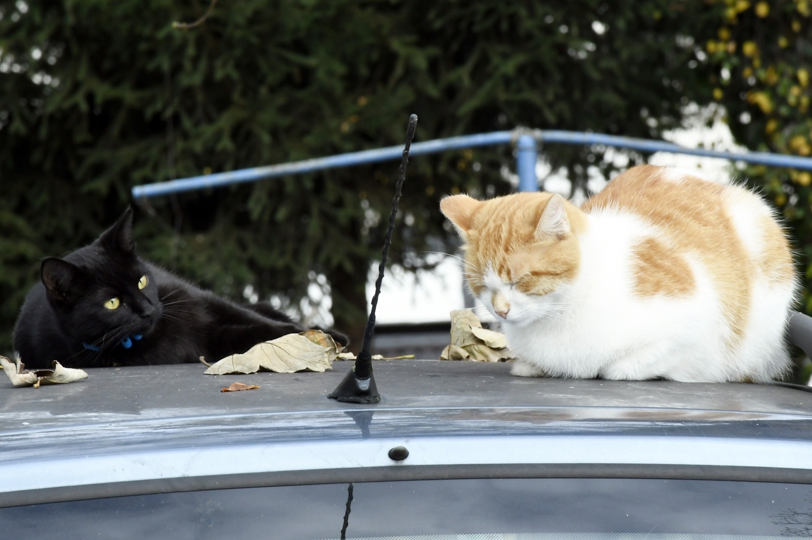 Sisak: Mačke vole odmarati na krovovim automobila
