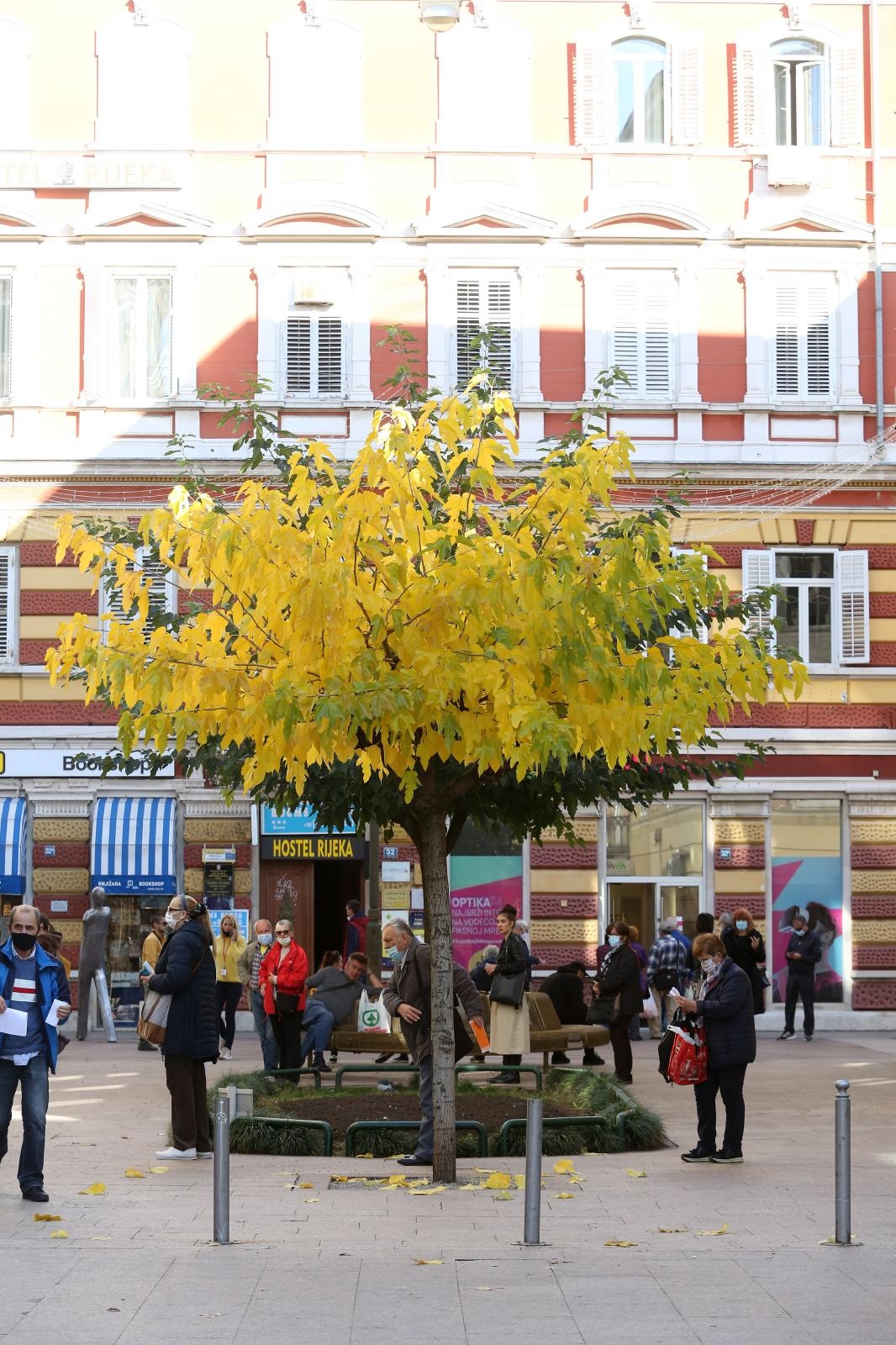 Rijeka: Stablo žutog lišća obojilo centar grada