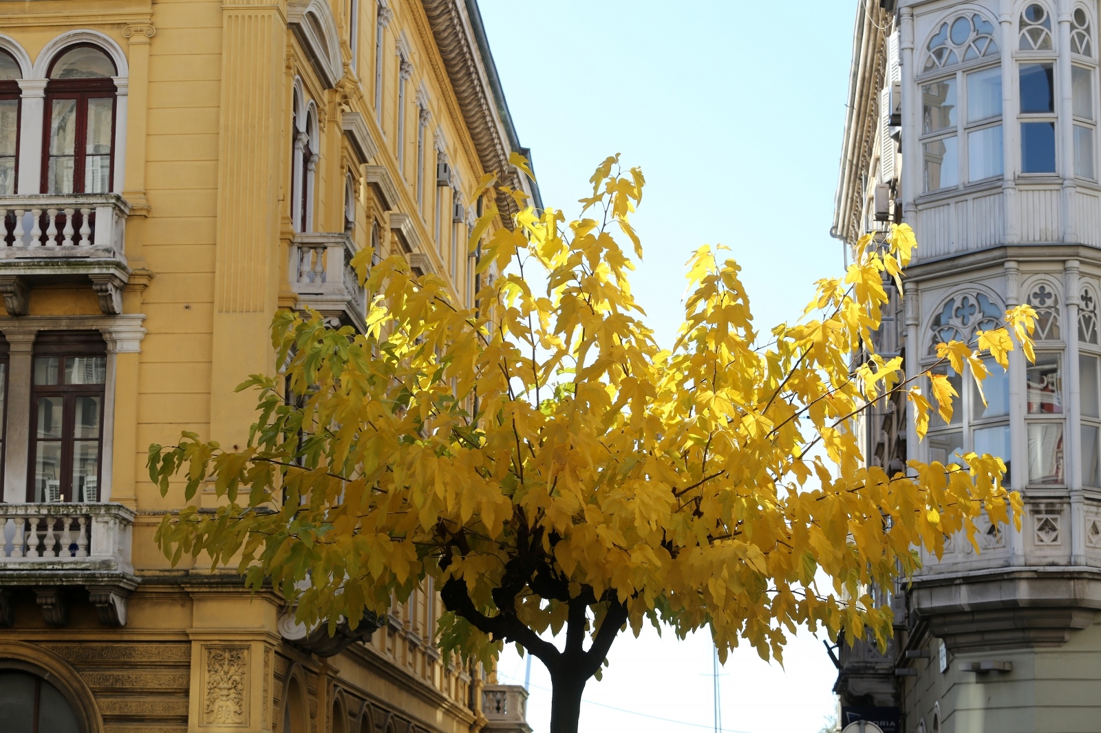 Rijeka: Stablo žutog lišća obojilo centar grada