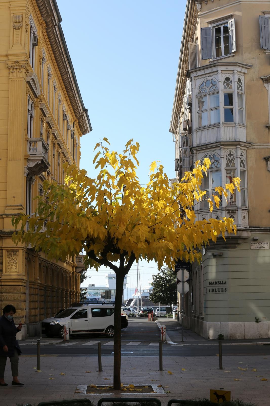 Rijeka: Stablo žutog lišća obojilo centar grada