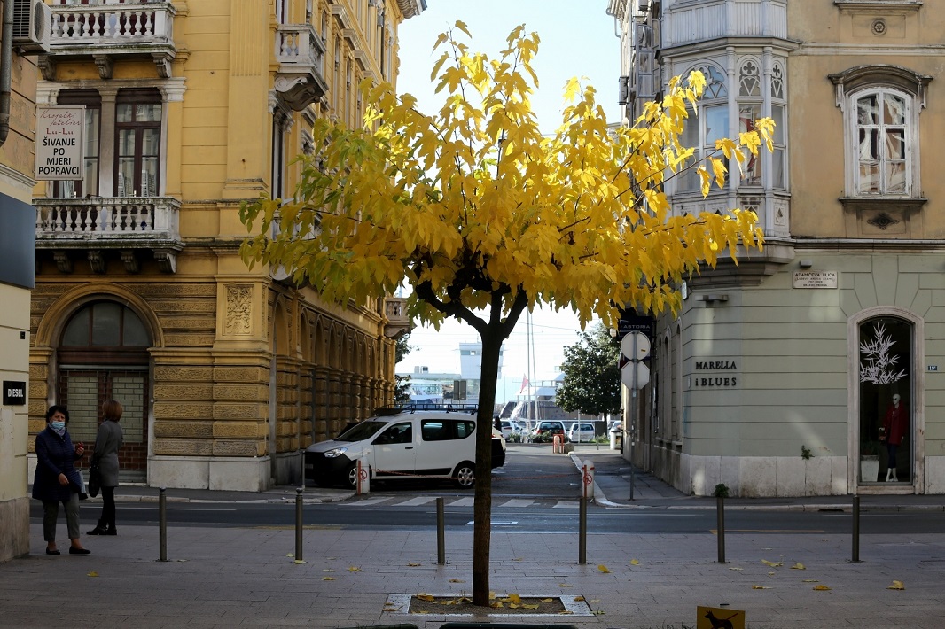 Rijeka: Stablo žutog lišća obojilo centar grada Rijeka: Stablo žutog lišća obojilo centar grada