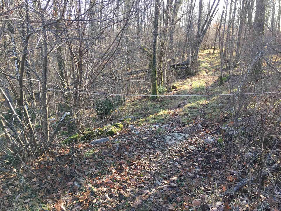 Šuma sajle