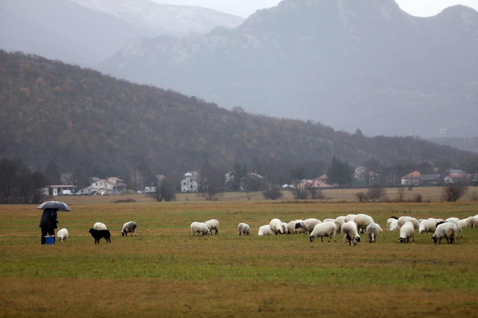 Grobničko polje: Pastir i stado ovaca na ispaši po kišnom vremenu