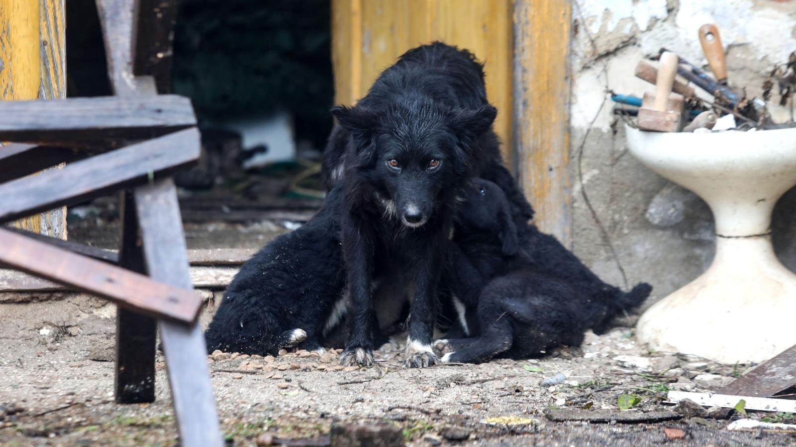 Nakon potresa Majskim Poljanama zbog dugotrajne kiše prijete poplave