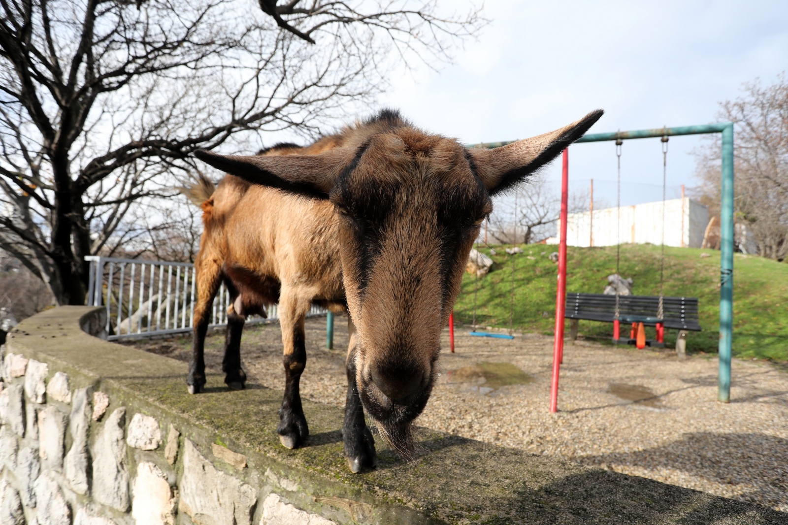 Rijeka: Koza na dječjem igralištu u naselju Gornja Vežica