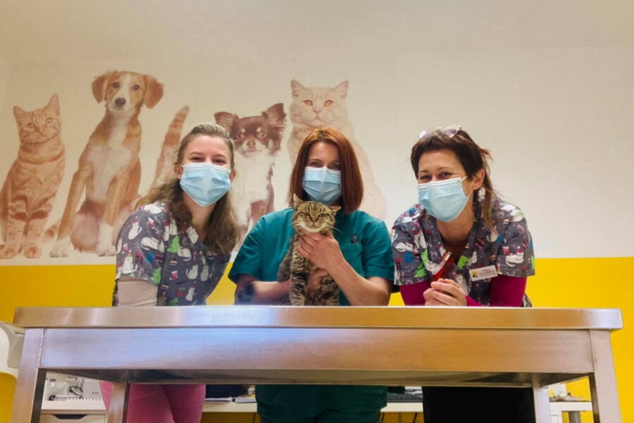 Sterilizacija-mačaka-Veterinarska-ambulanta-i-ljekarna-Ferarica-Rijeka-900×600