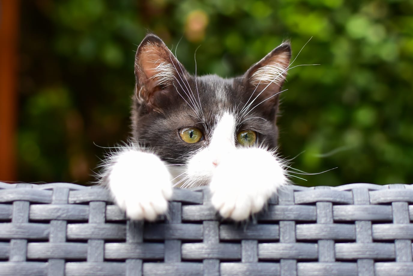 mačka kitten safe house