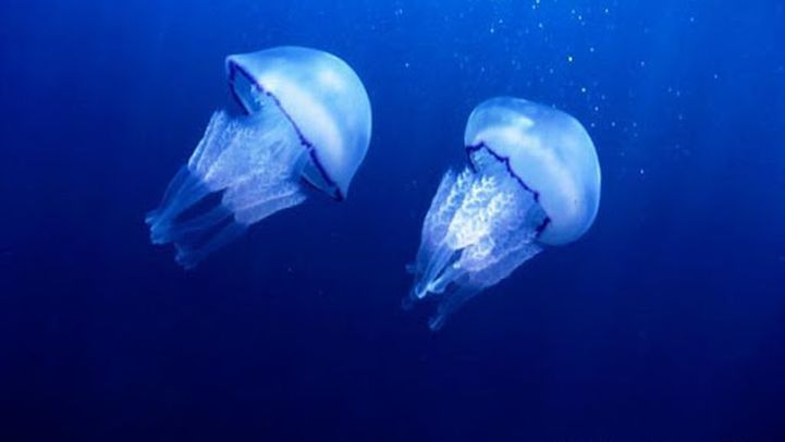 meduza morska pluća william desmartin meduza morska pluća william desmartin