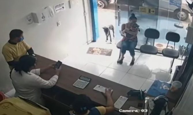 brazil pas pomoć veterinar