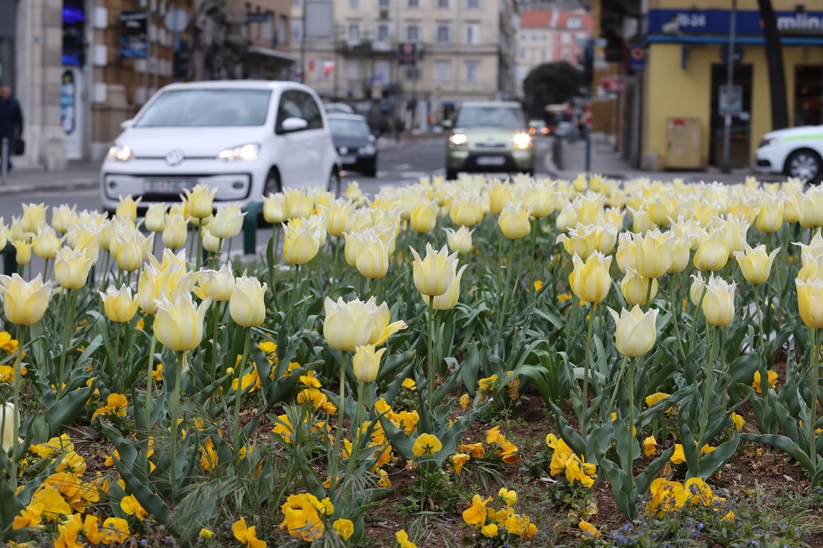 Žuti tulipani krase kružni tok