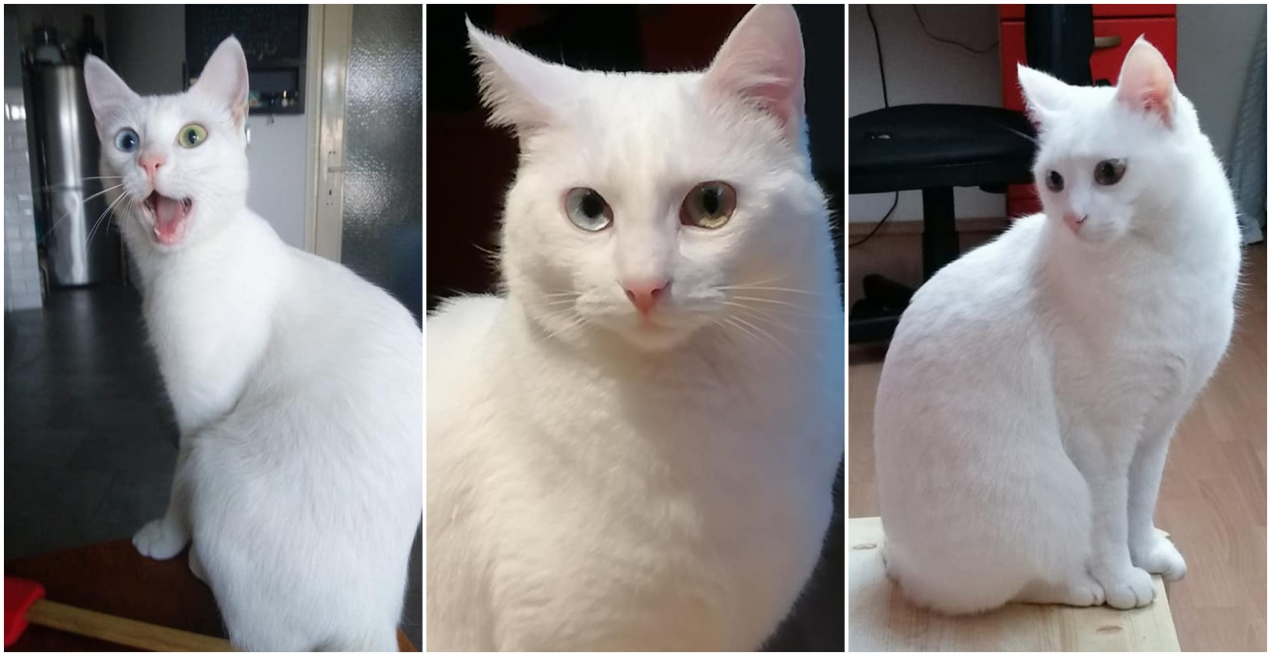 maa srdoči naslovna maa srdoči naslovna