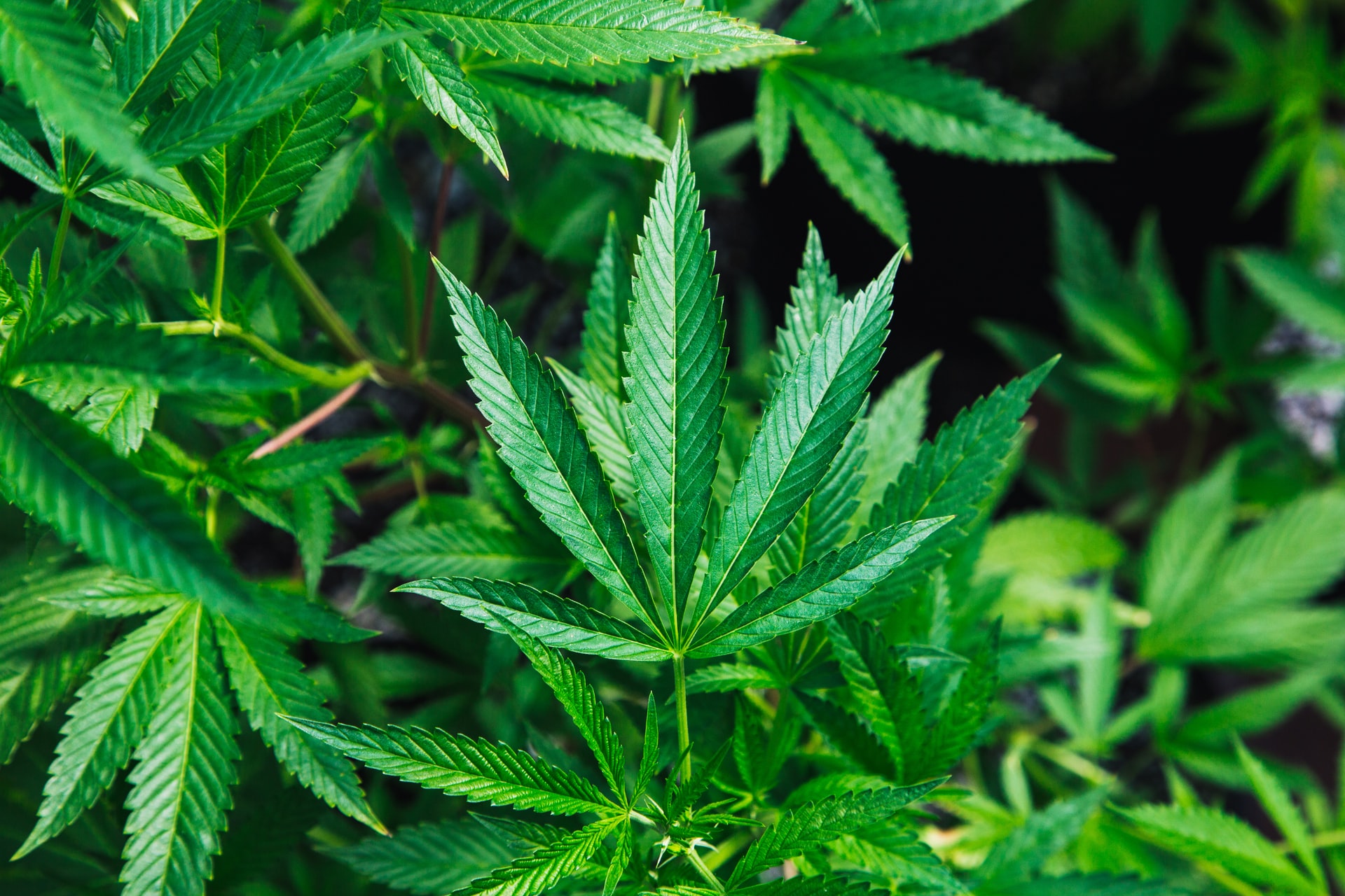 marihuana trava