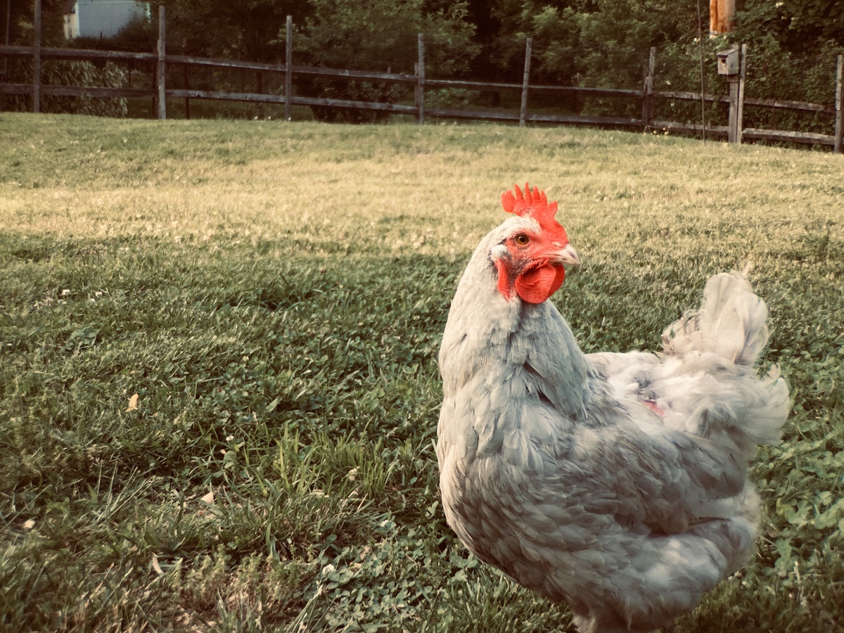 chick