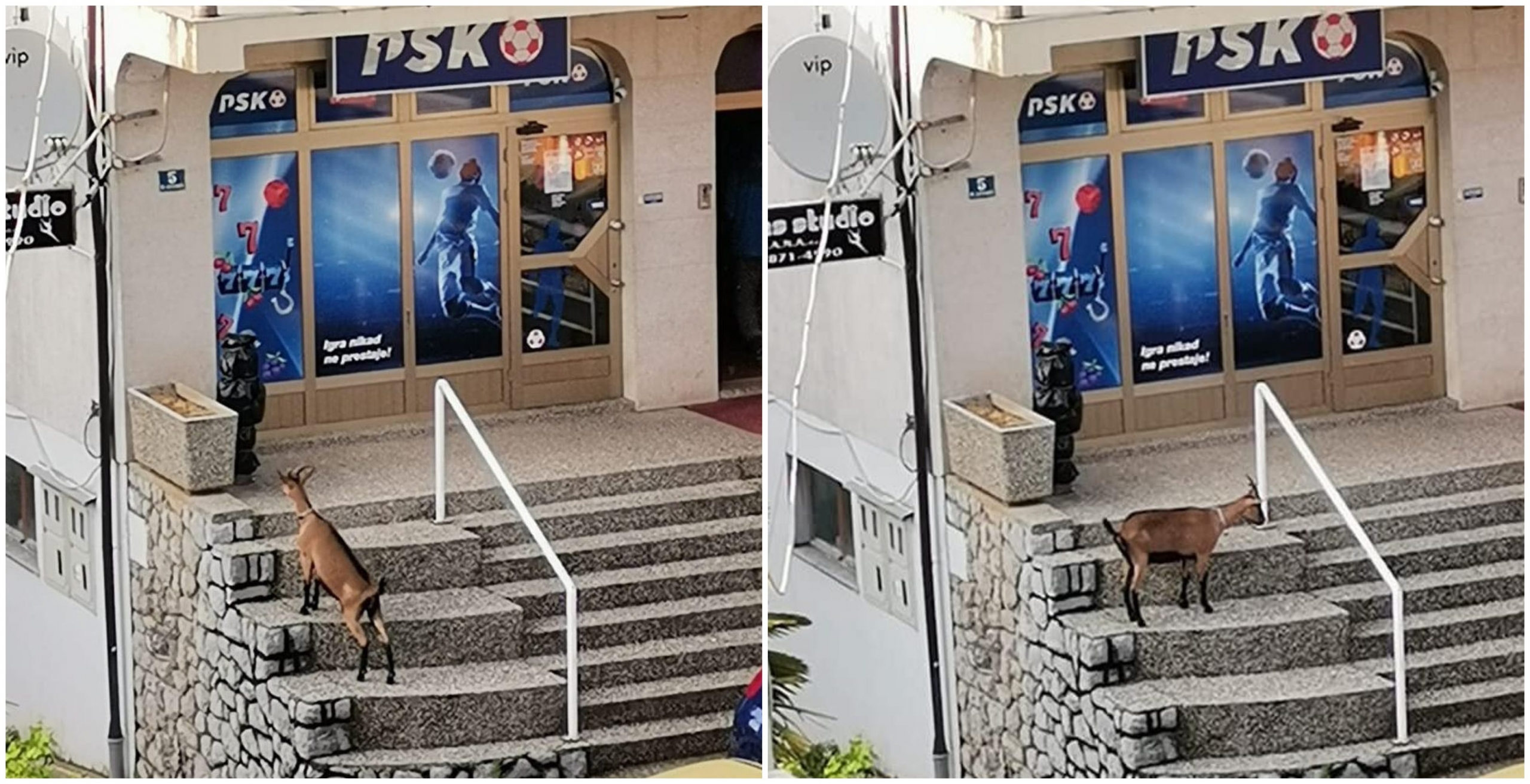 koza srdoči naslovna