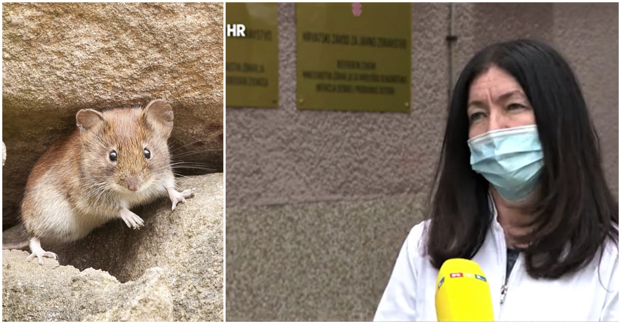 mišja groznica naslovna mišja groznica naslovna