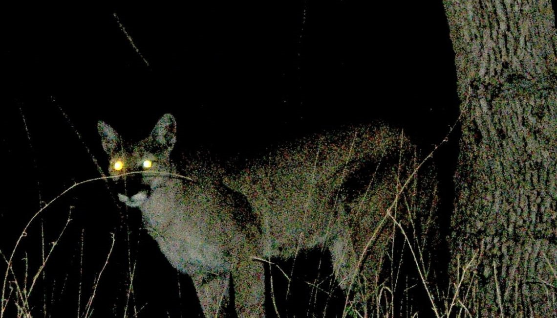 puma-noc-1140×650 facebook