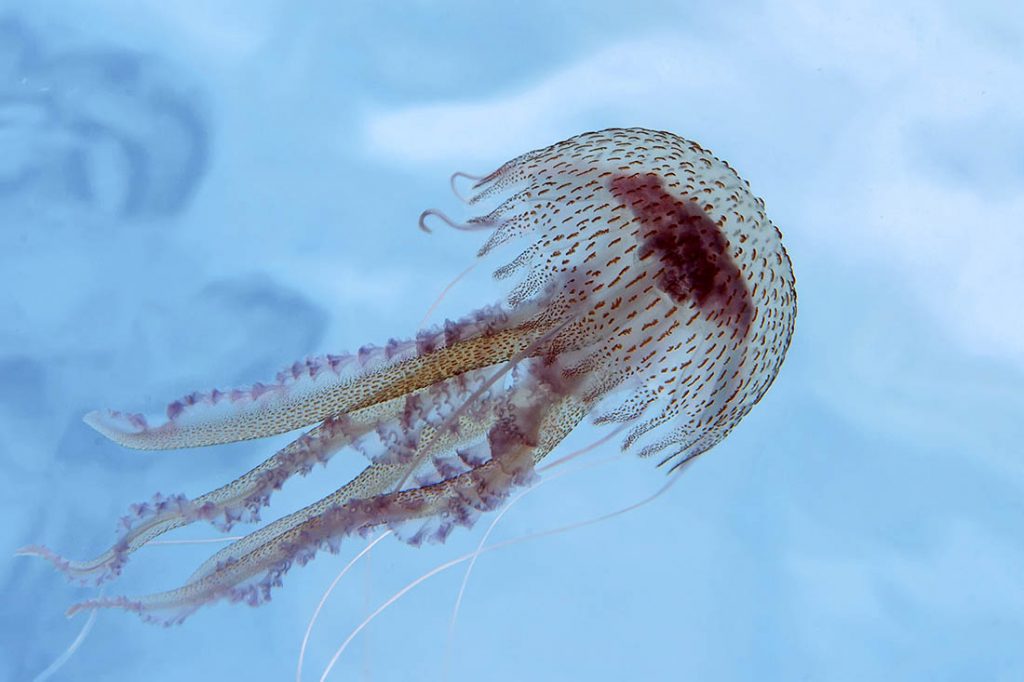 Pelagia-noctiluca-M.Babić-4-1024×682