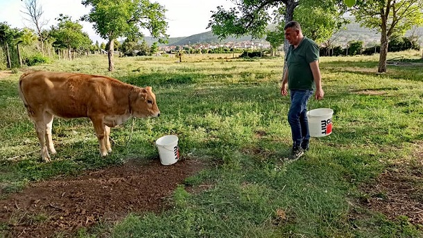 bulj_krave2