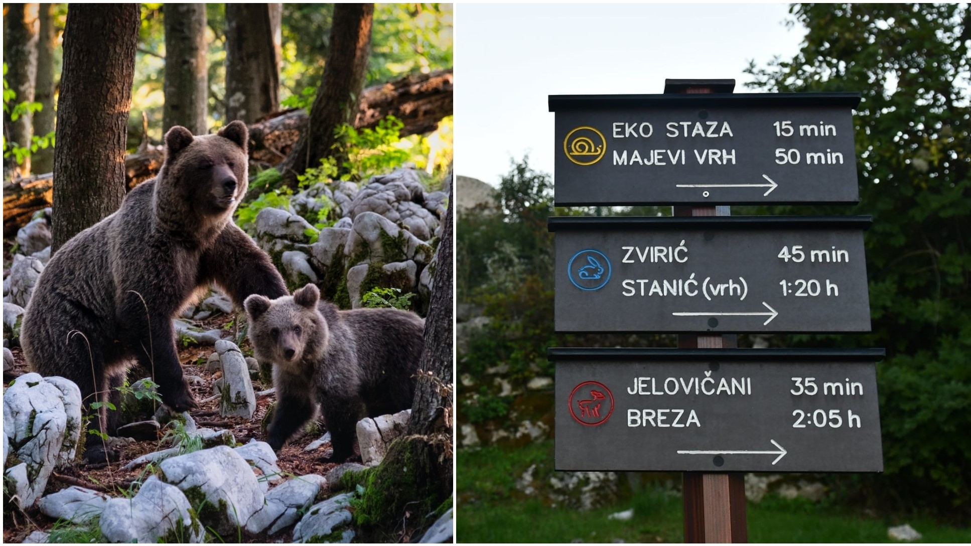 medvjed kastav kastvska suma