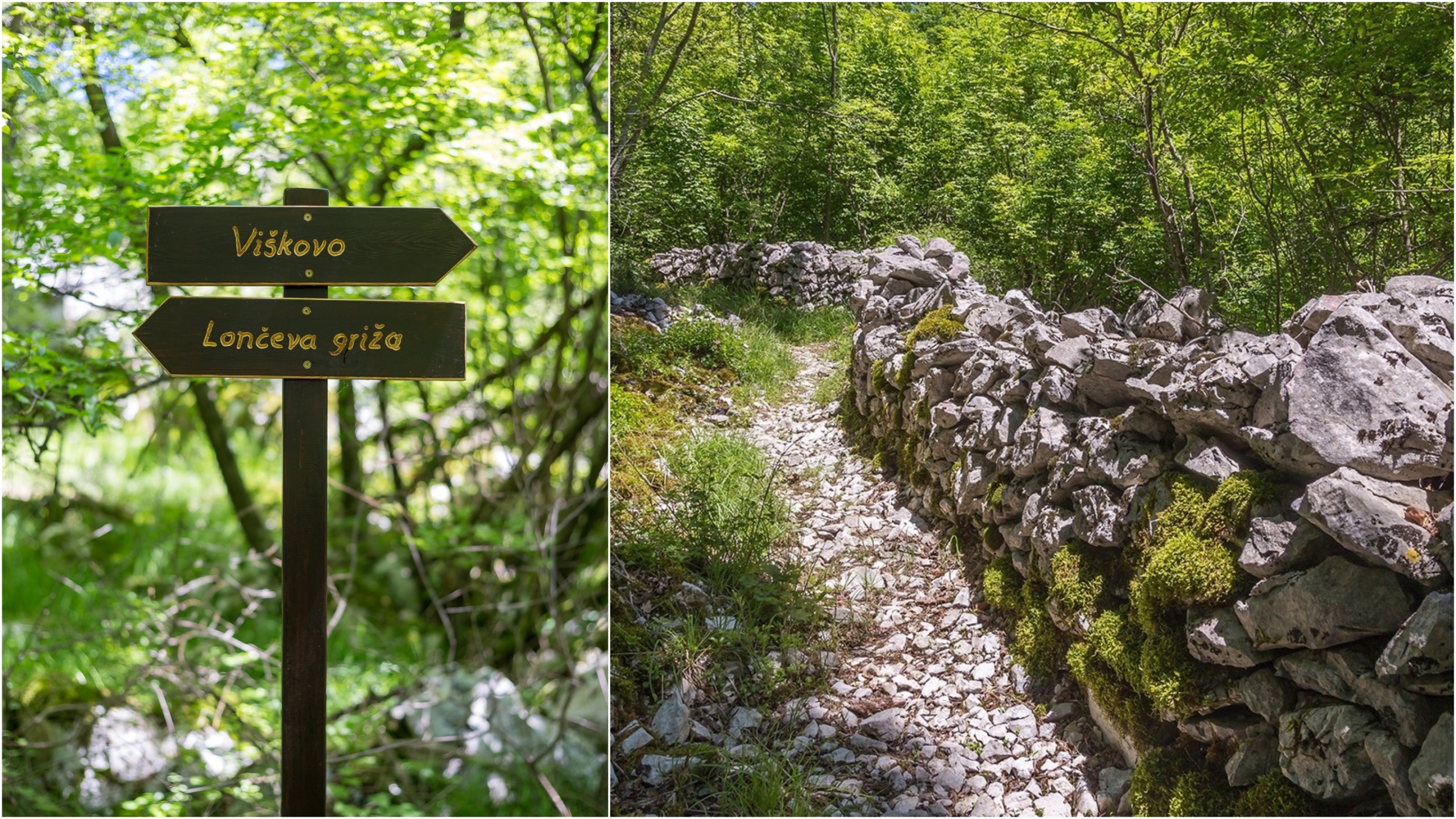 viskovo suma setnja viskovo suma setnja