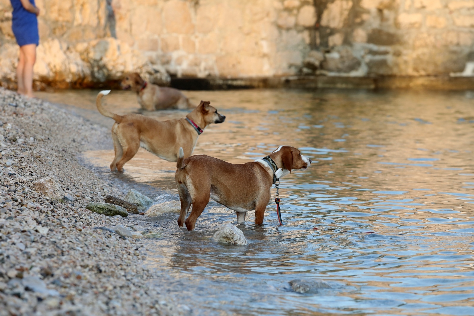 Rijeka: Vlasnici sa svojim ljubimcima uživaju na plaži za pse