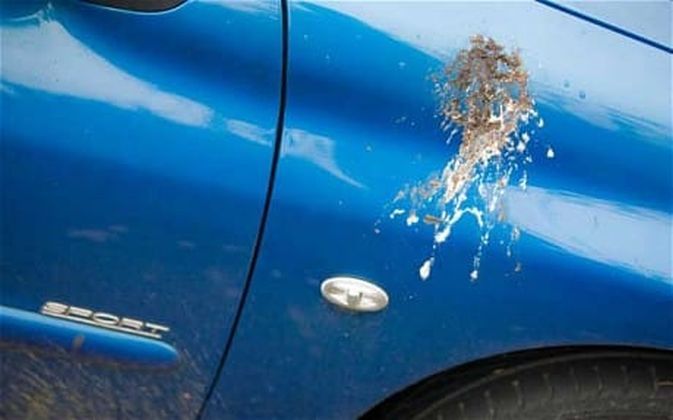 auto ptica govno problemi