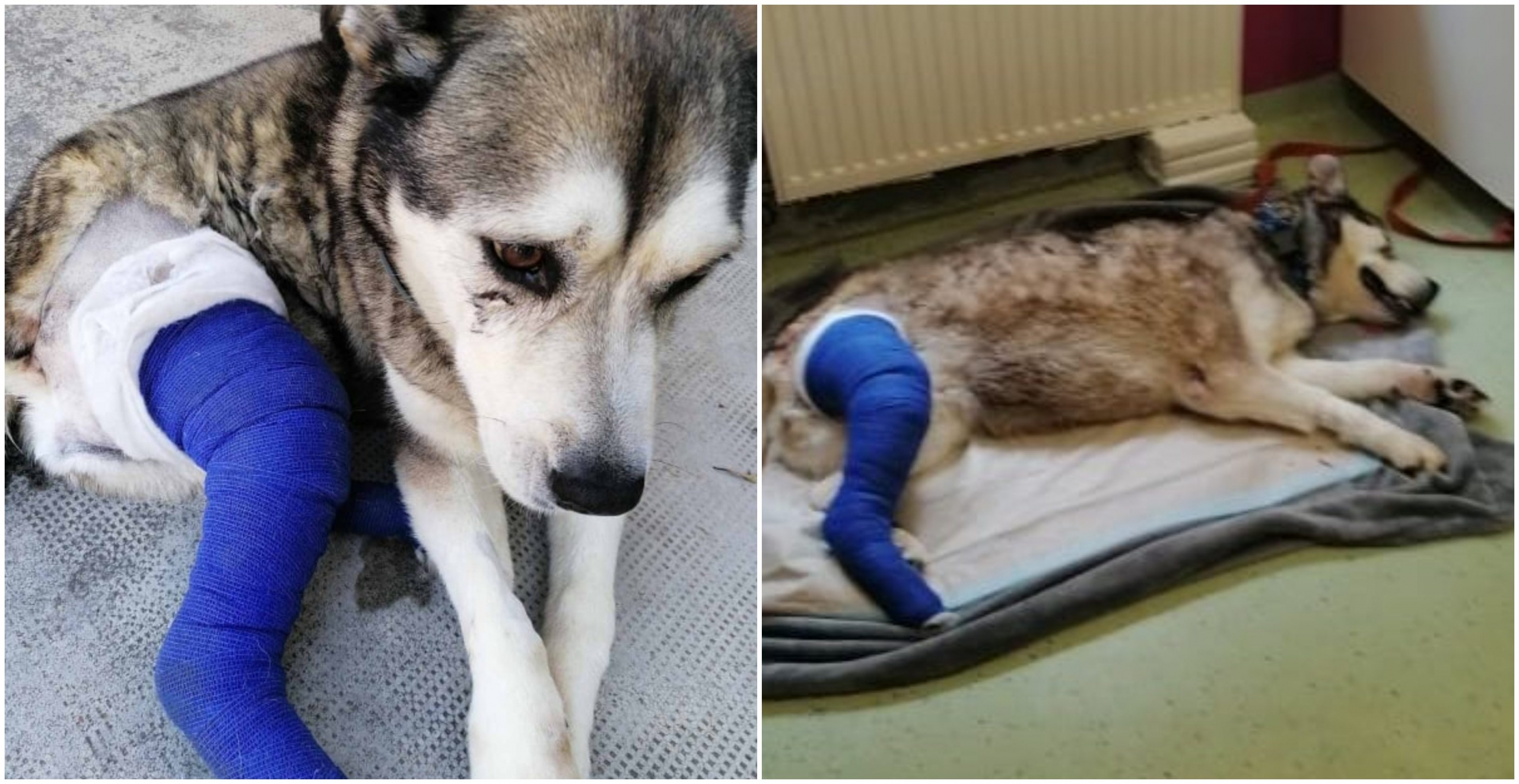 azil za pse rea naslovna