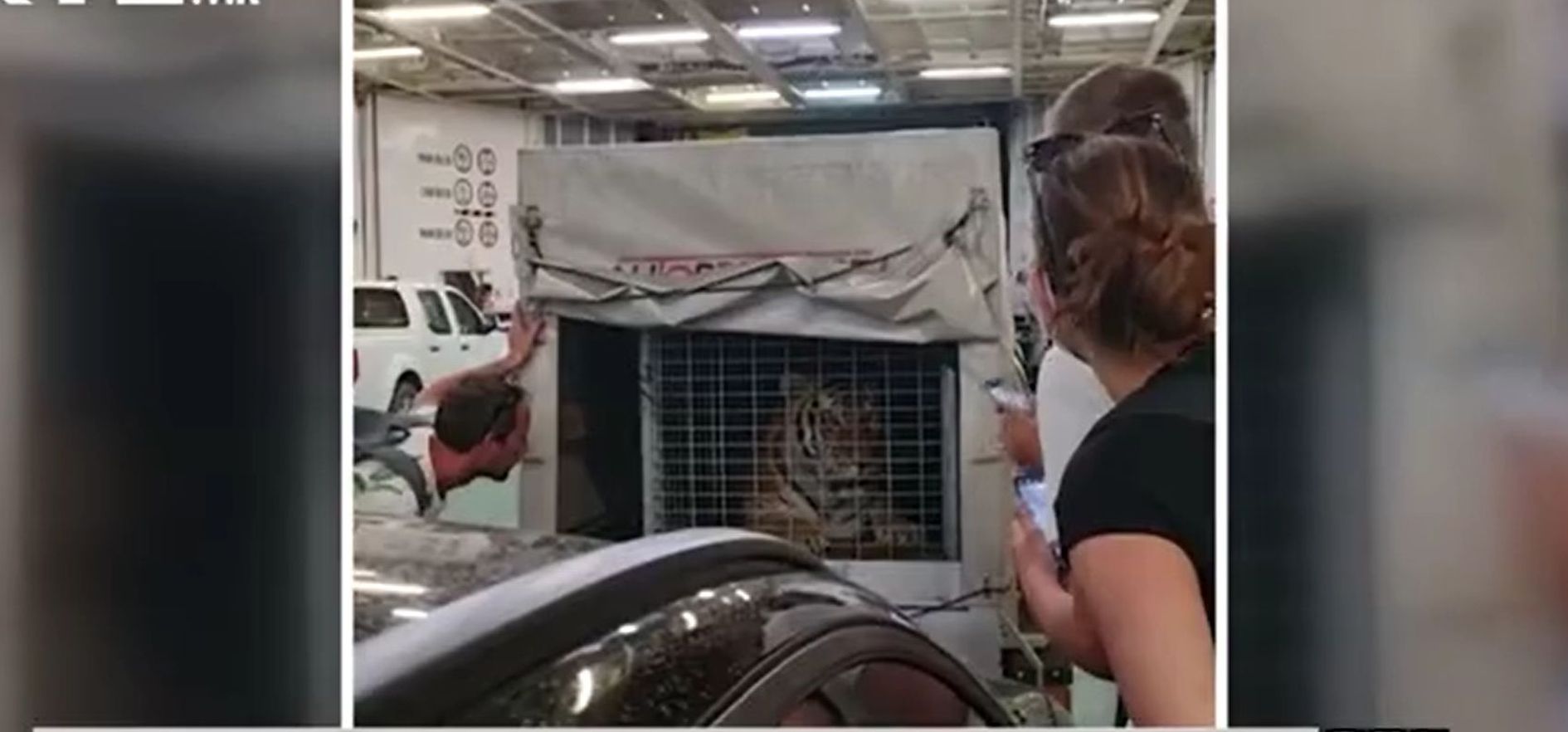 tigar video rtl 2