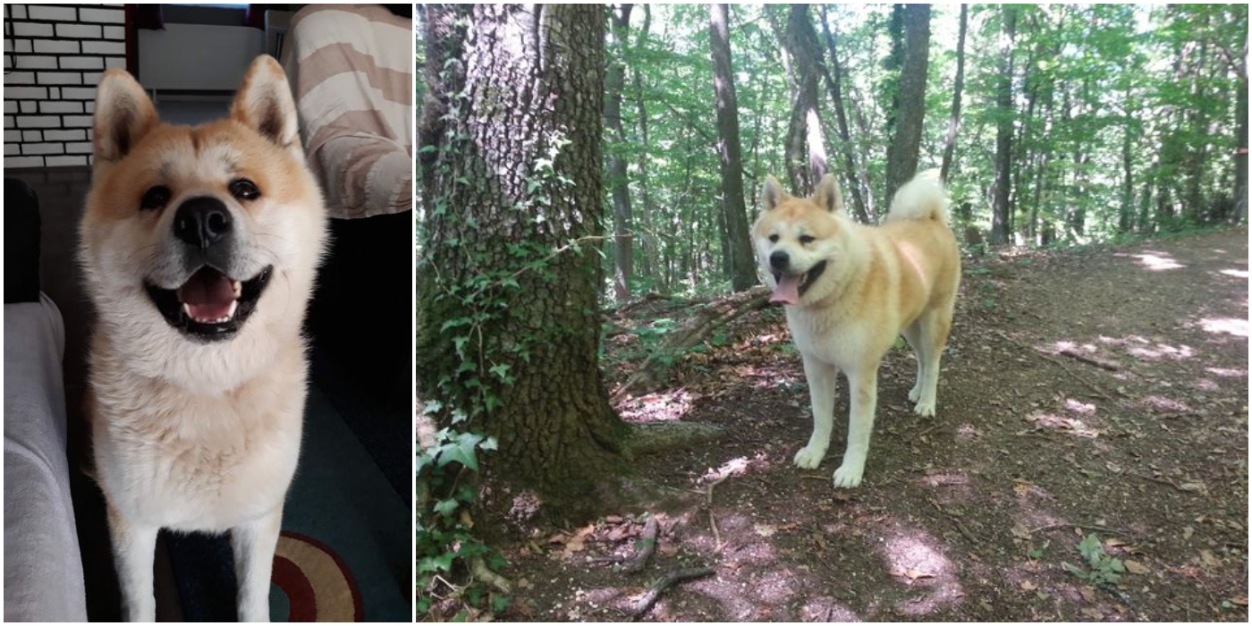 hachi