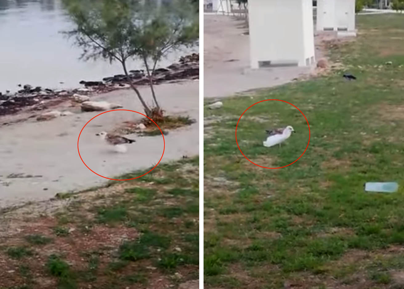 Galeb-se-zapetljao-u-plastičnu-vrećicu