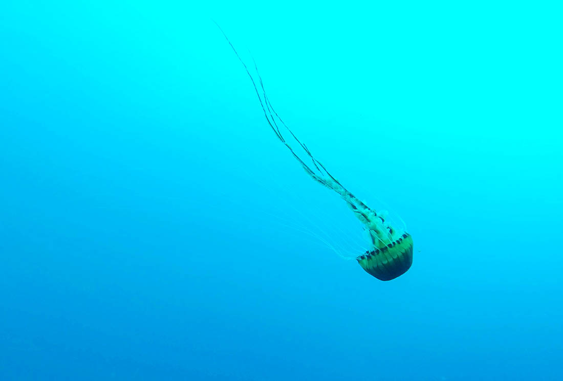 Kompas-meduza Kompas-meduza