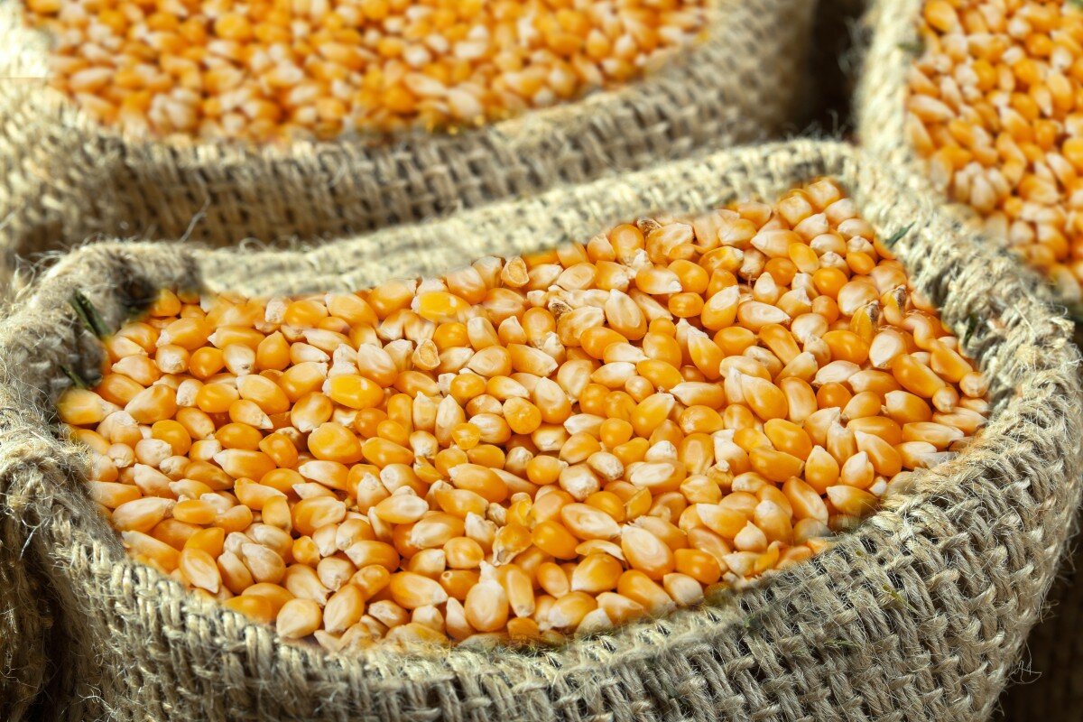 CORN