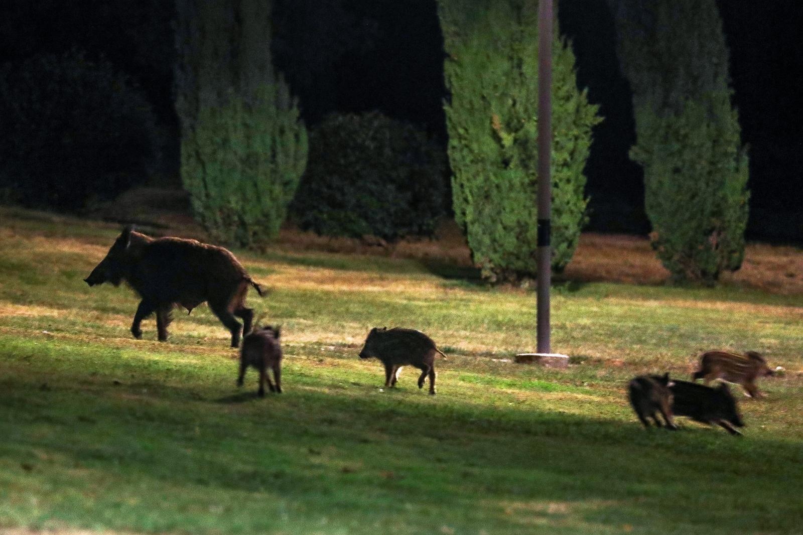 Divlje svinje sa malim prašćićima često navrate u park u Premanturi