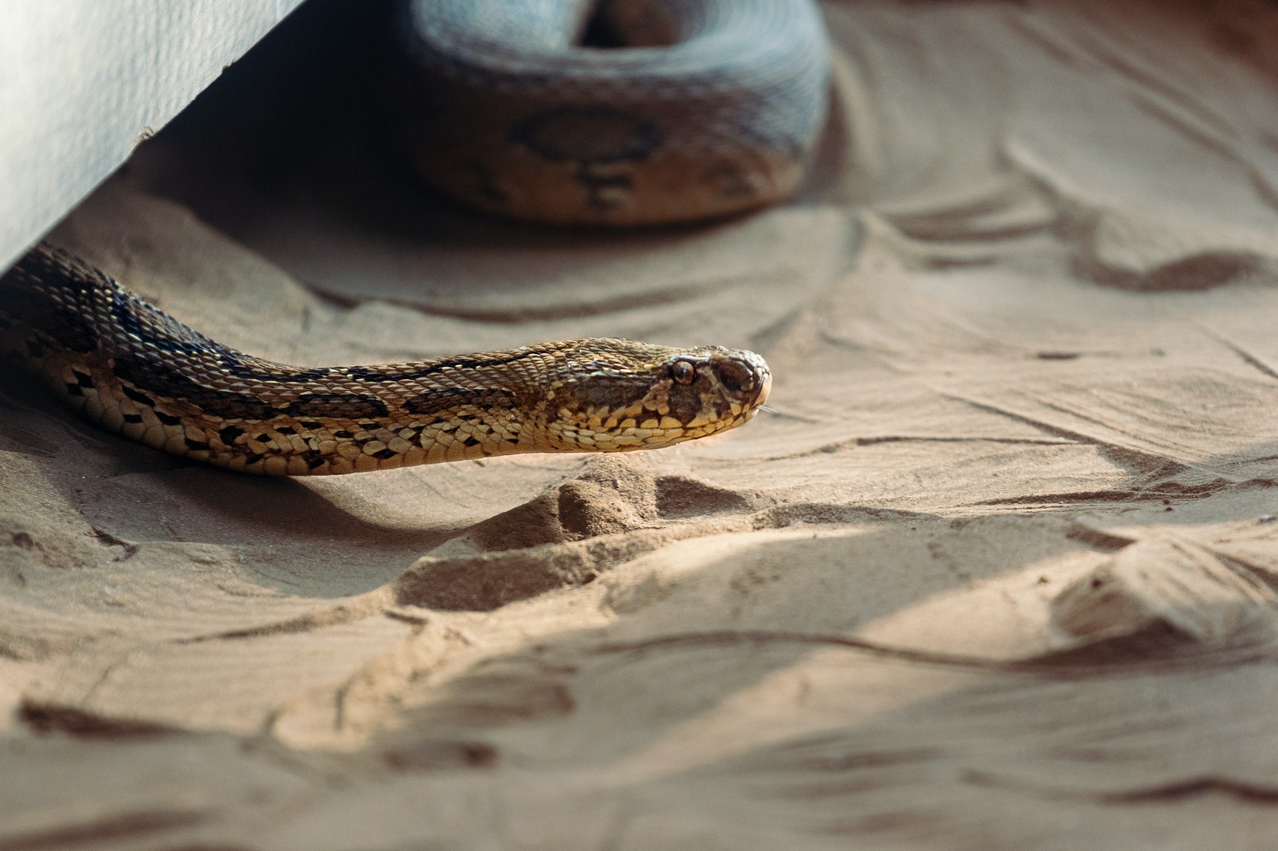 lenstravelier-6Ur5eEwgRZE-unsplash lenstravelier-6Ur5eEwgRZE-unsplash