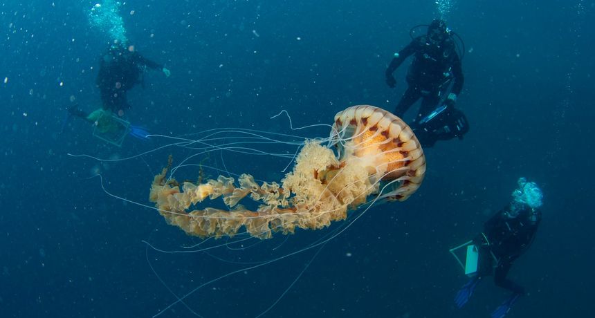meduza trogir