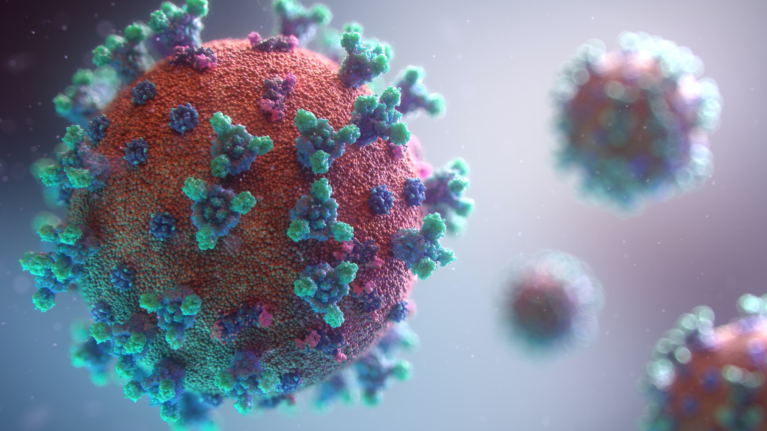 virus korona