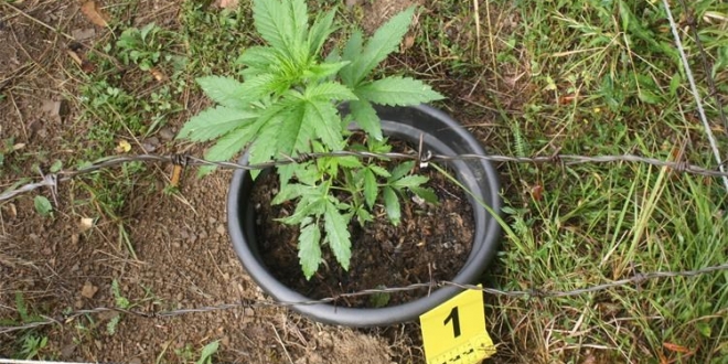 droga kupjak 3